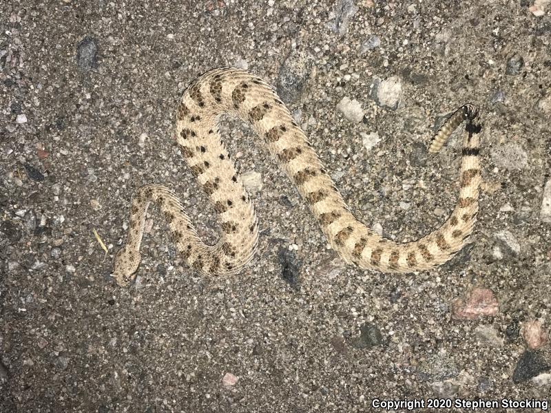 Mojave Desert Sidewinder (Crotalus cerastes cerastes)