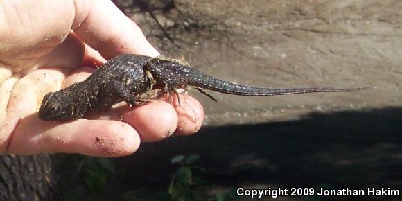 Great Basin Fence Lizard (Sceloporus occidentalis longipes)