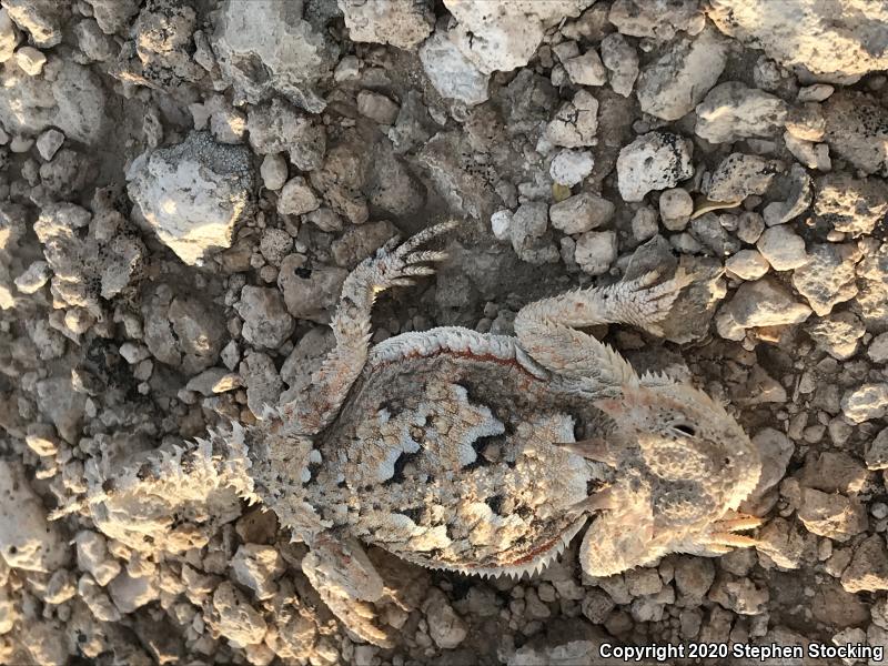 Southern Desert Horned Lizard (Phrynosoma platyrhinos calidiarum)