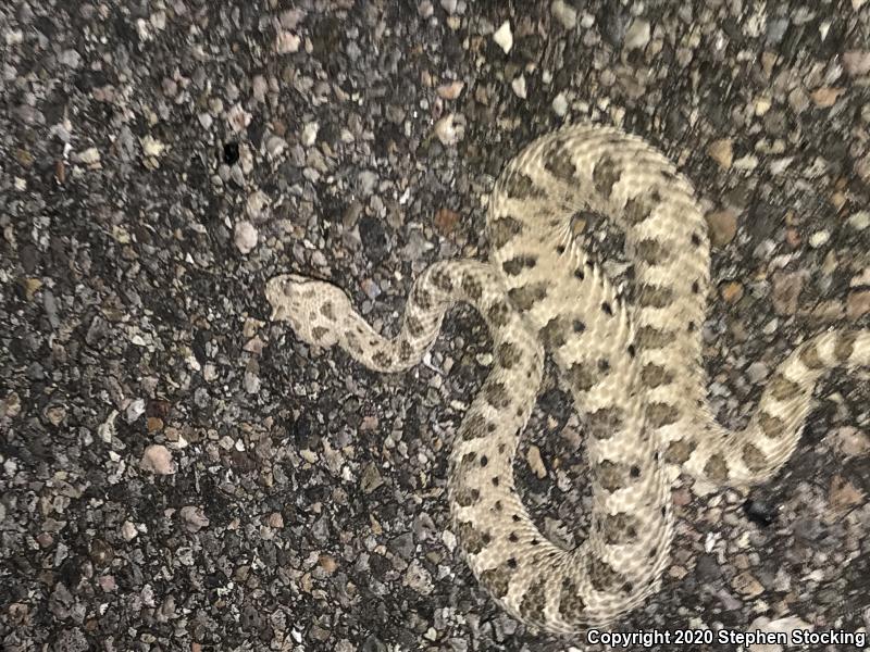 Mojave Desert Sidewinder (Crotalus cerastes cerastes)