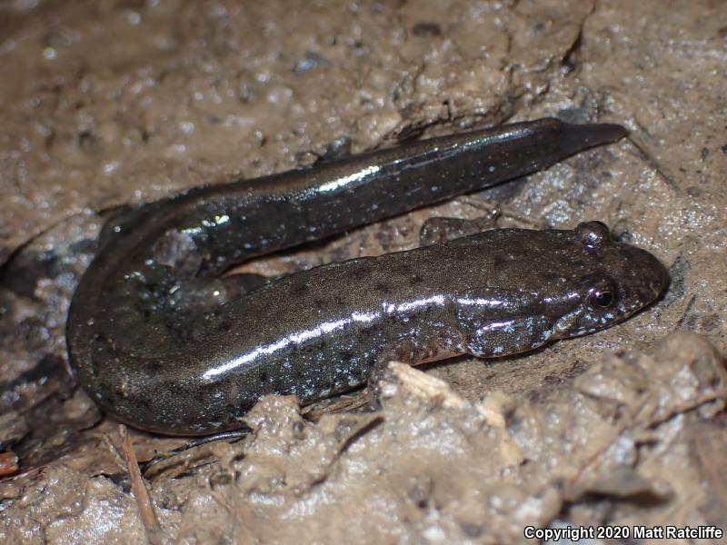 Northern Dusky Salamander (Desmognathus fuscus)