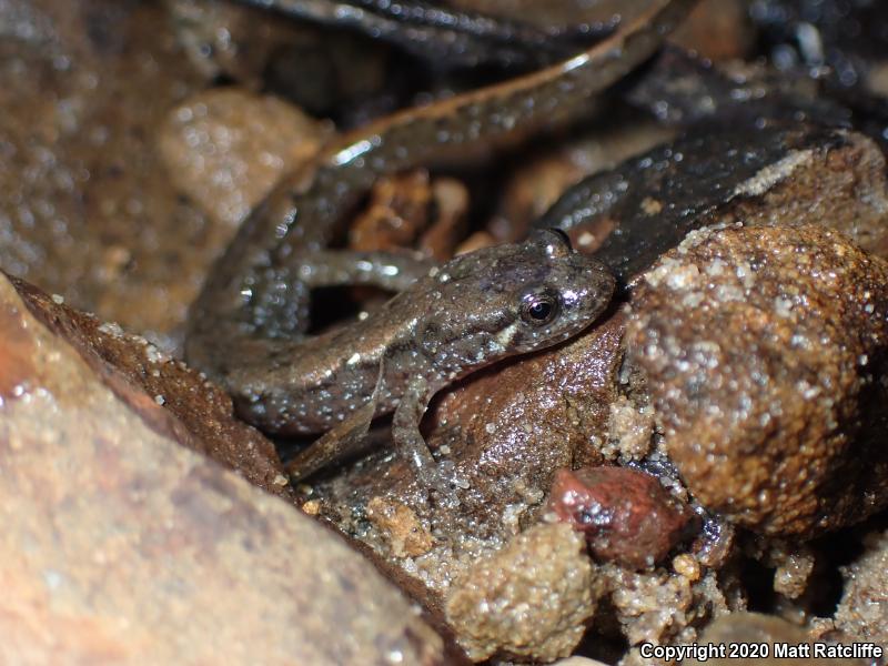 Northern Dusky Salamander (Desmognathus fuscus)