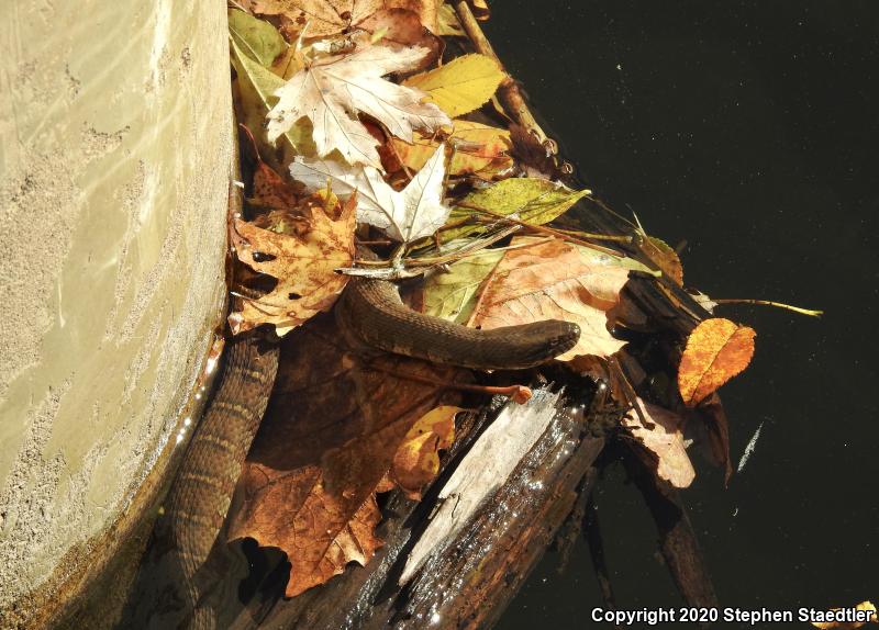 Northern Watersnake (Nerodia sipedon sipedon)