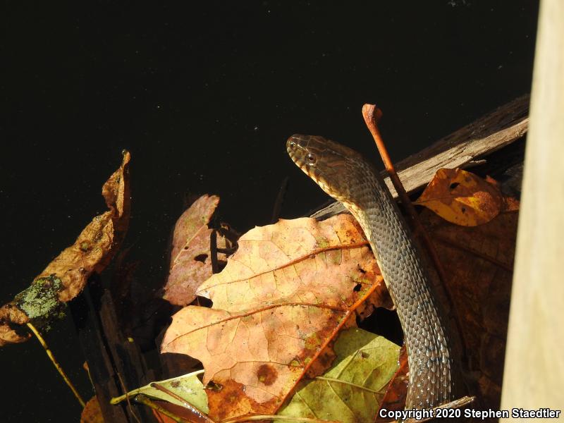 Northern Watersnake (Nerodia sipedon sipedon)