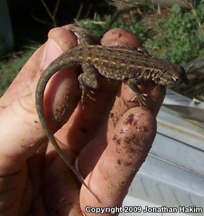 Western Side-blotched Lizard (Uta stansburiana elegans)