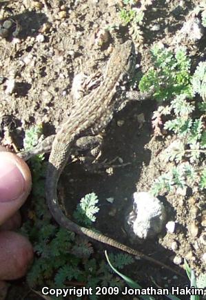 Western Side-blotched Lizard (Uta stansburiana elegans)