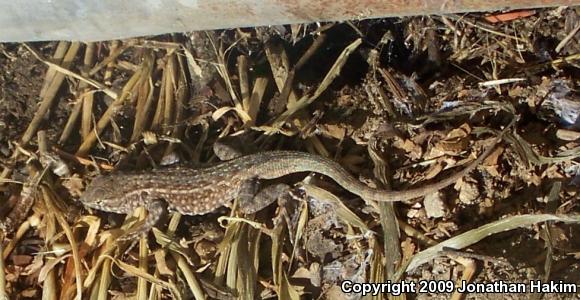 Western Side-blotched Lizard (Uta stansburiana elegans)