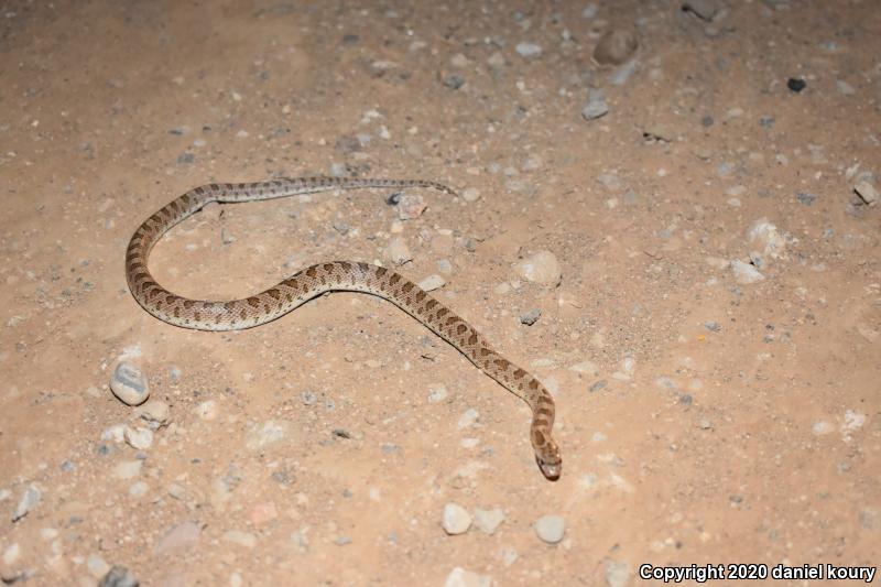 California Glossy Snake (Arizona elegans occidentalis)