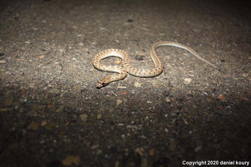 California Glossy Snake (Arizona elegans occidentalis)