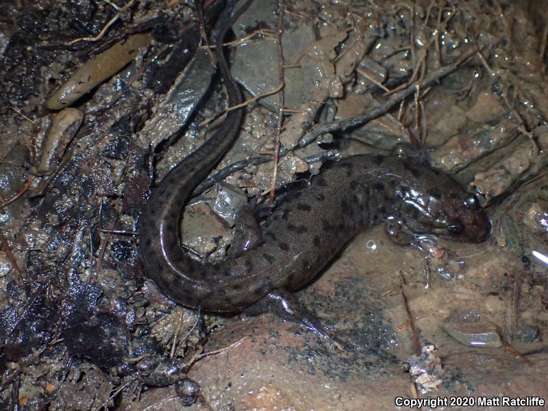 Seal Salamander (Desmognathus monticola)