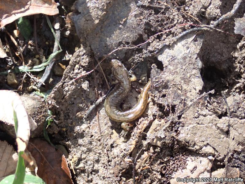 Northern Dusky Salamander (Desmognathus fuscus)