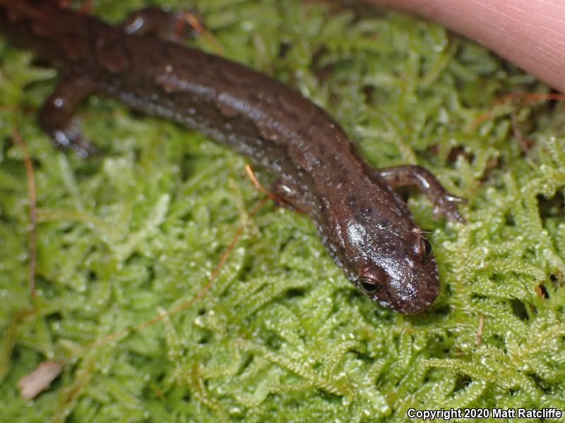 Northern Dusky Salamander (Desmognathus fuscus)