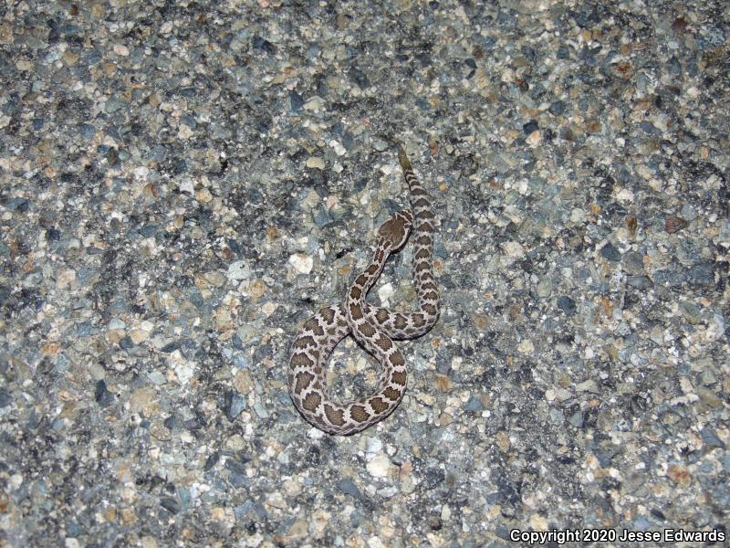 Southern Pacific Rattlesnake (Crotalus oreganus helleri)