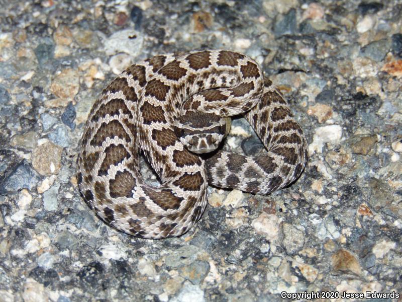 Southern Pacific Rattlesnake (Crotalus oreganus helleri)