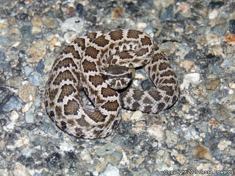 Southern Pacific Rattlesnake (Crotalus oreganus helleri)