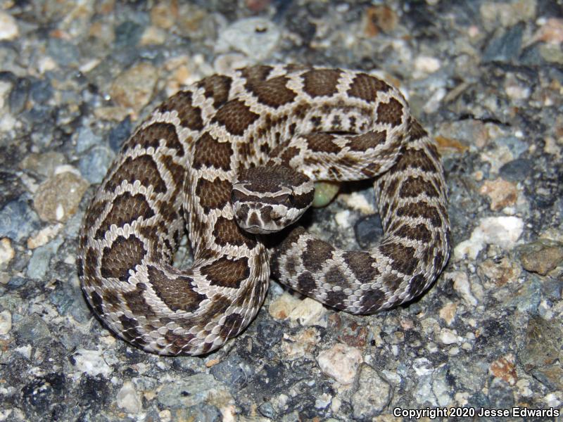 Southern Pacific Rattlesnake (Crotalus oreganus helleri)