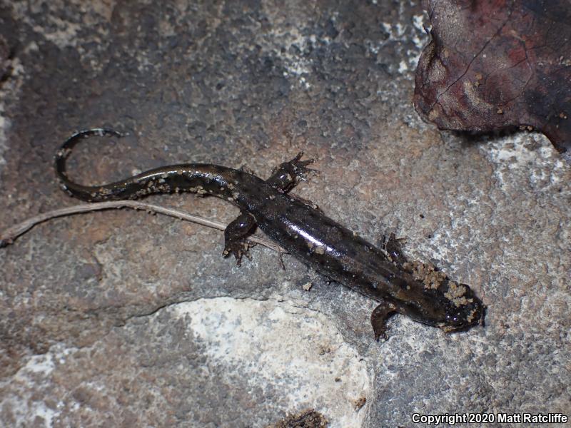 Northern Dusky Salamander (Desmognathus fuscus)