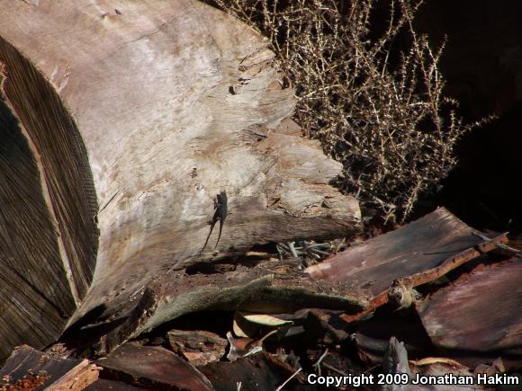 Great Basin Fence Lizard (Sceloporus occidentalis longipes)