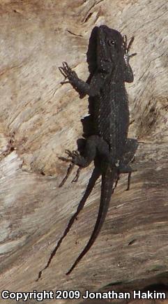 Great Basin Fence Lizard (Sceloporus occidentalis longipes)