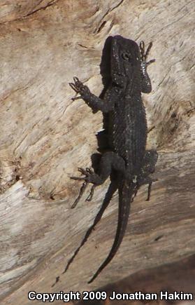 Great Basin Fence Lizard (Sceloporus occidentalis longipes)