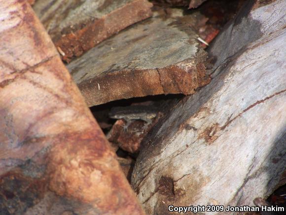 Great Basin Fence Lizard (Sceloporus occidentalis longipes)