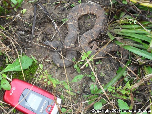 Banded Watersnake (Nerodia fasciata fasciata)