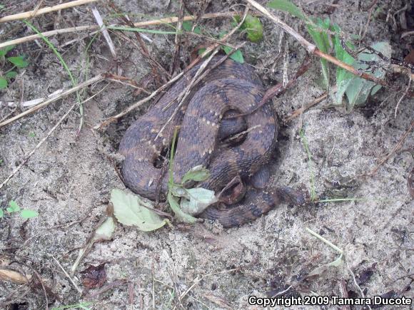 Banded Watersnake (Nerodia fasciata fasciata)