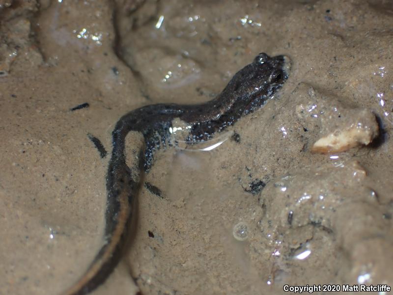 Northern Dusky Salamander (Desmognathus fuscus)