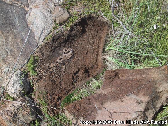 San Diego Nightsnake (Hypsiglena ochrorhyncha klauberi)