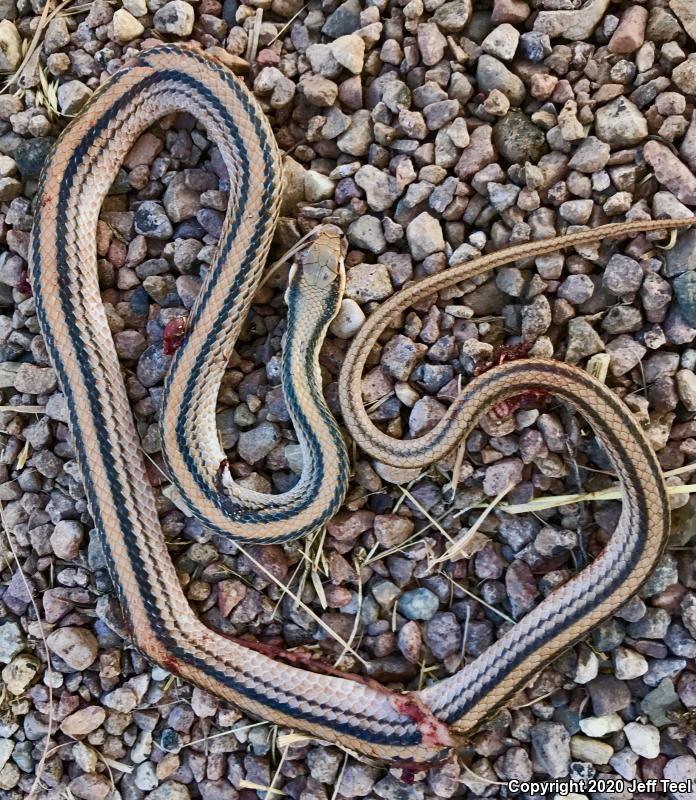 Western Patch-nosed Snake (Salvadora hexalepis)