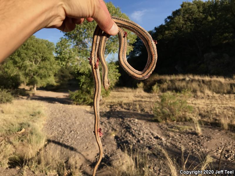 Western Patch-nosed Snake (Salvadora hexalepis)