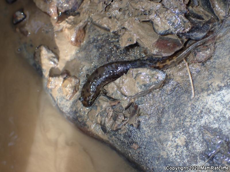 Seal Salamander (Desmognathus monticola)