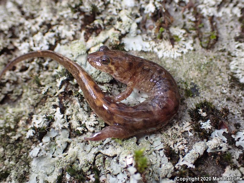 Seal Salamander (Desmognathus monticola)