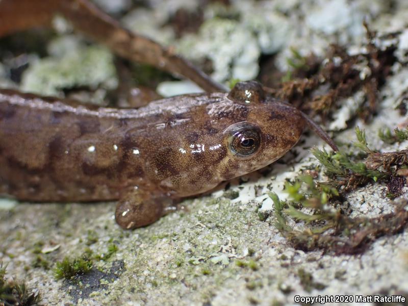 Seal Salamander (Desmognathus monticola)