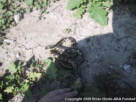 California Kingsnake (Lampropeltis getula californiae)