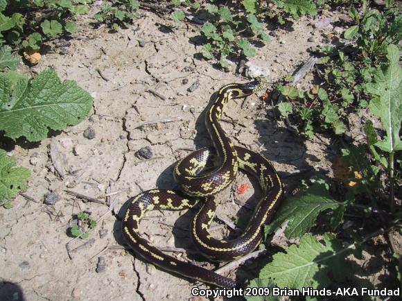 California Kingsnake (Lampropeltis getula californiae)