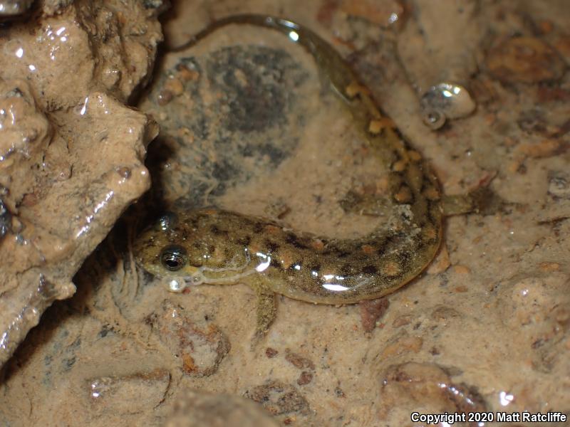 Seal Salamander (Desmognathus monticola)