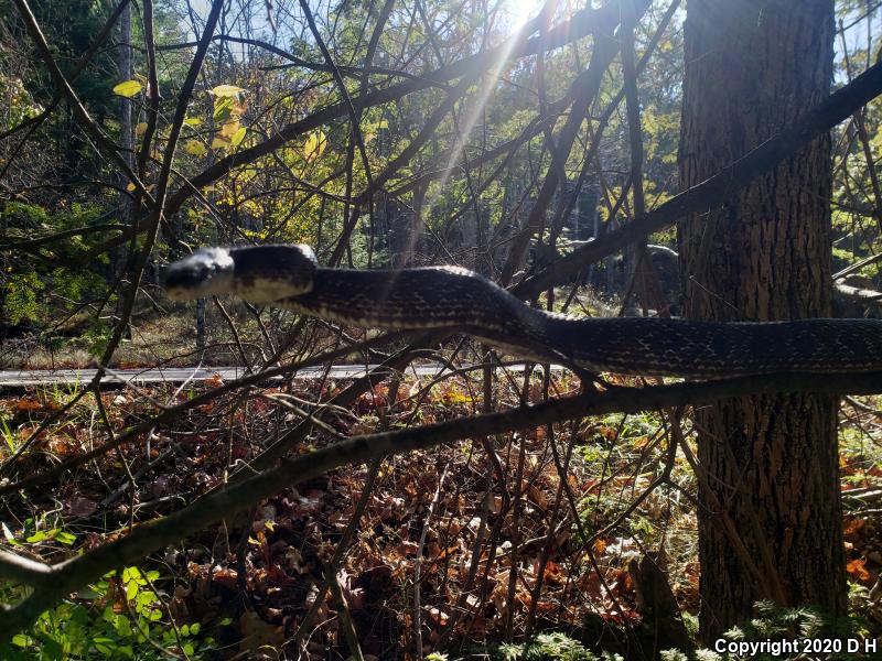 Black Ratsnake (Pantherophis obsoletus obsoletus)