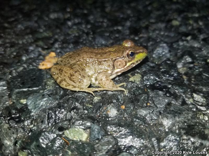 Northern Green Frog (Lithobates clamitans melanota)