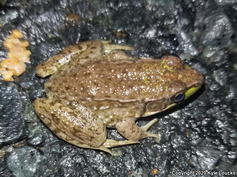 Northern Green Frog (Lithobates clamitans melanota)