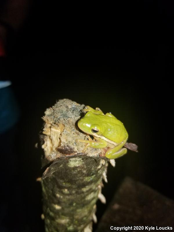 Green Treefrog (Hyla cinerea)