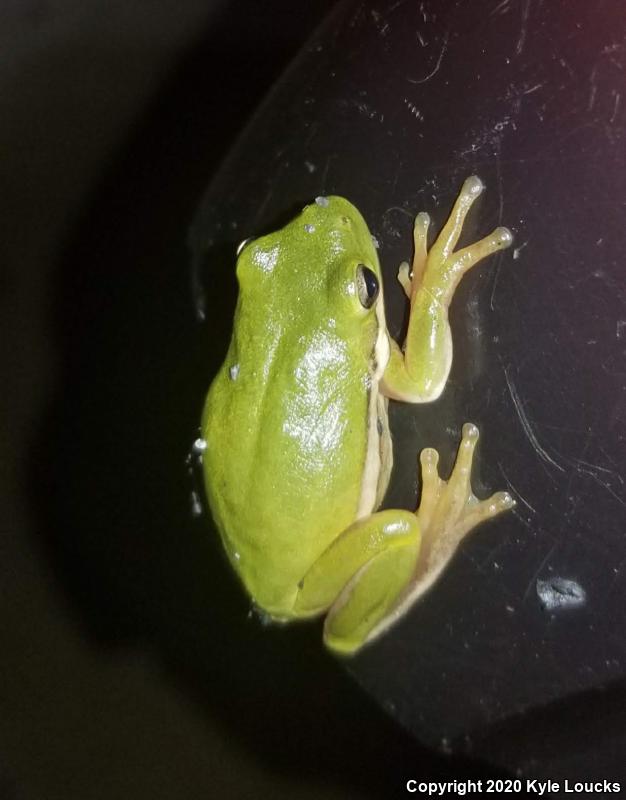 Green Treefrog (Hyla cinerea)