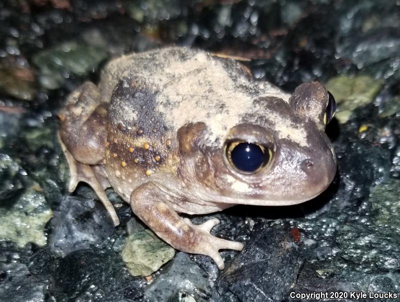 Eastern Spadefoot (Scaphiopus holbrookii)