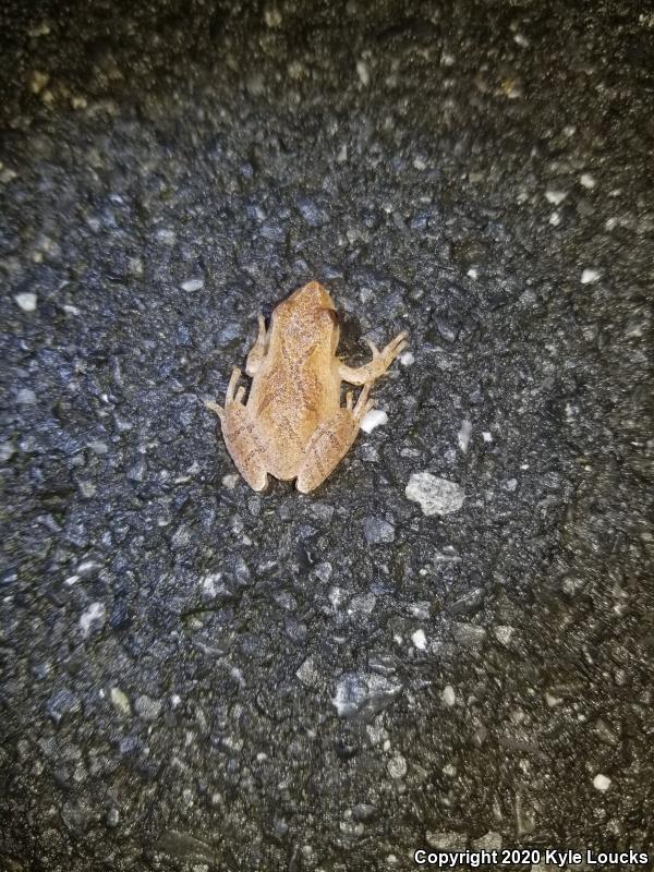 Spring Peeper (Pseudacris crucifer)