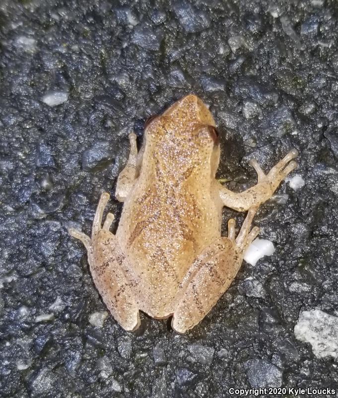 Spring Peeper (Pseudacris crucifer)