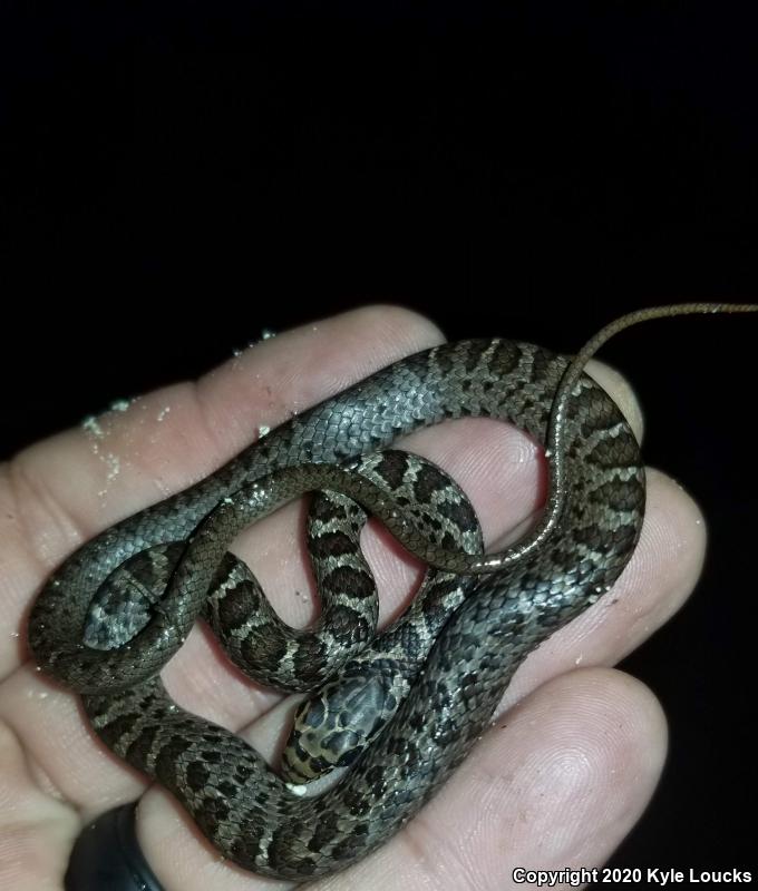 Northern  Black Racer (Coluber constrictor constrictor)