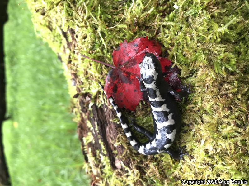 Marbled Salamander (Ambystoma opacum)