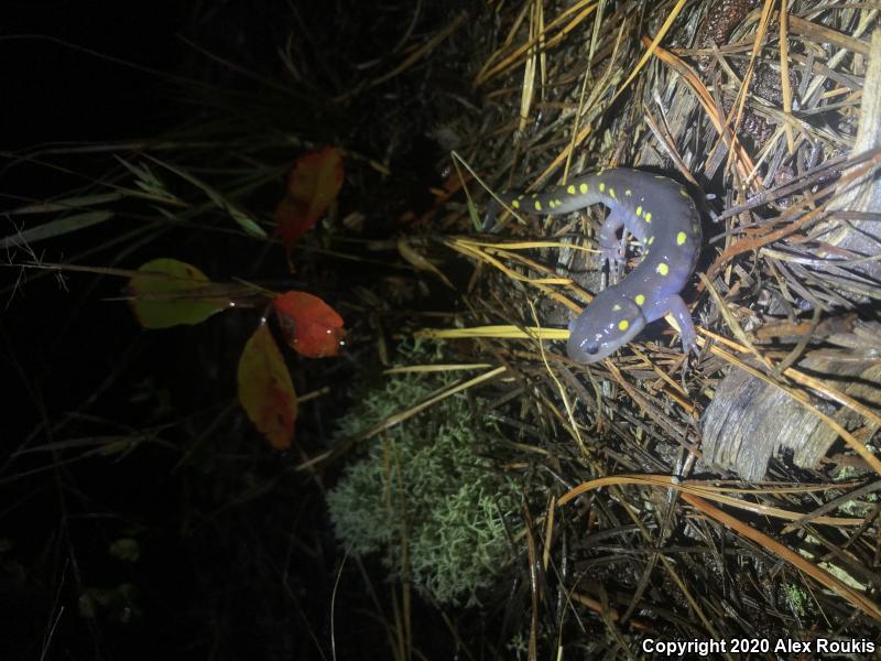 Spotted Salamander (Ambystoma maculatum)