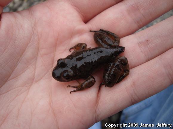 American Bullfrog (Lithobates catesbeianus)