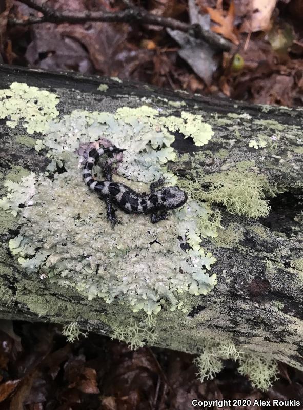 Marbled Salamander (Ambystoma opacum)